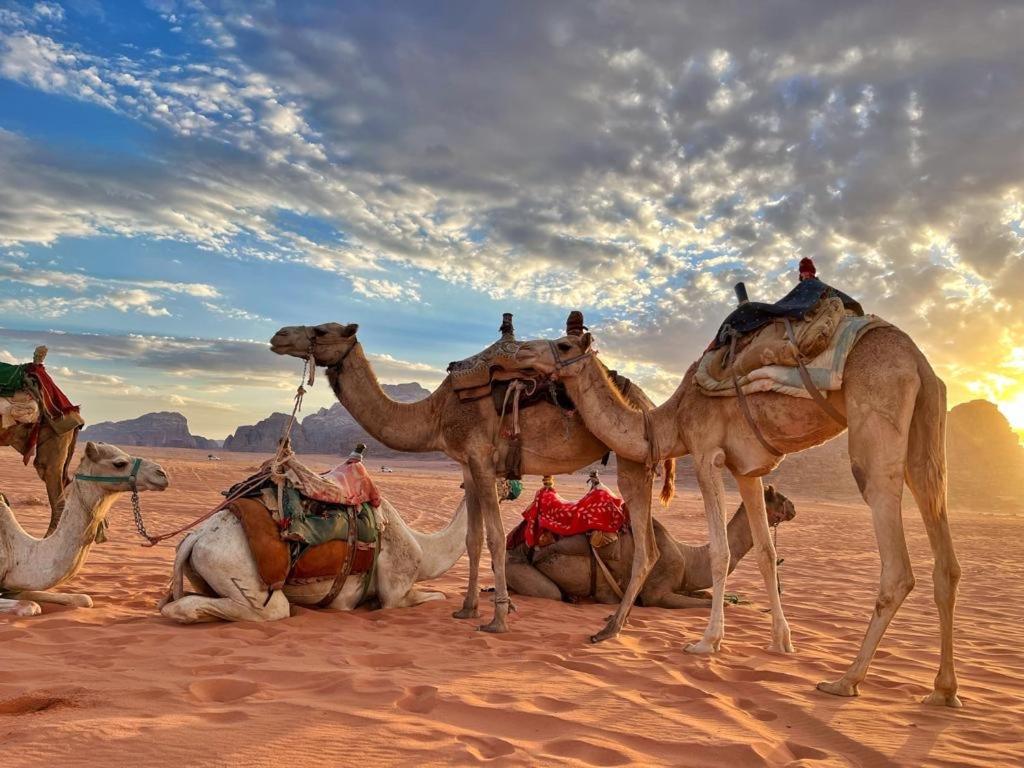 Rum Jordan Camp And Tours Wadi Rum Buitenkant foto